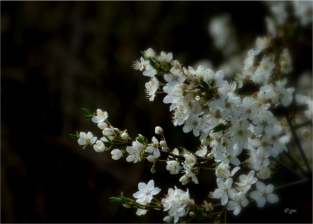 Erste Blüten