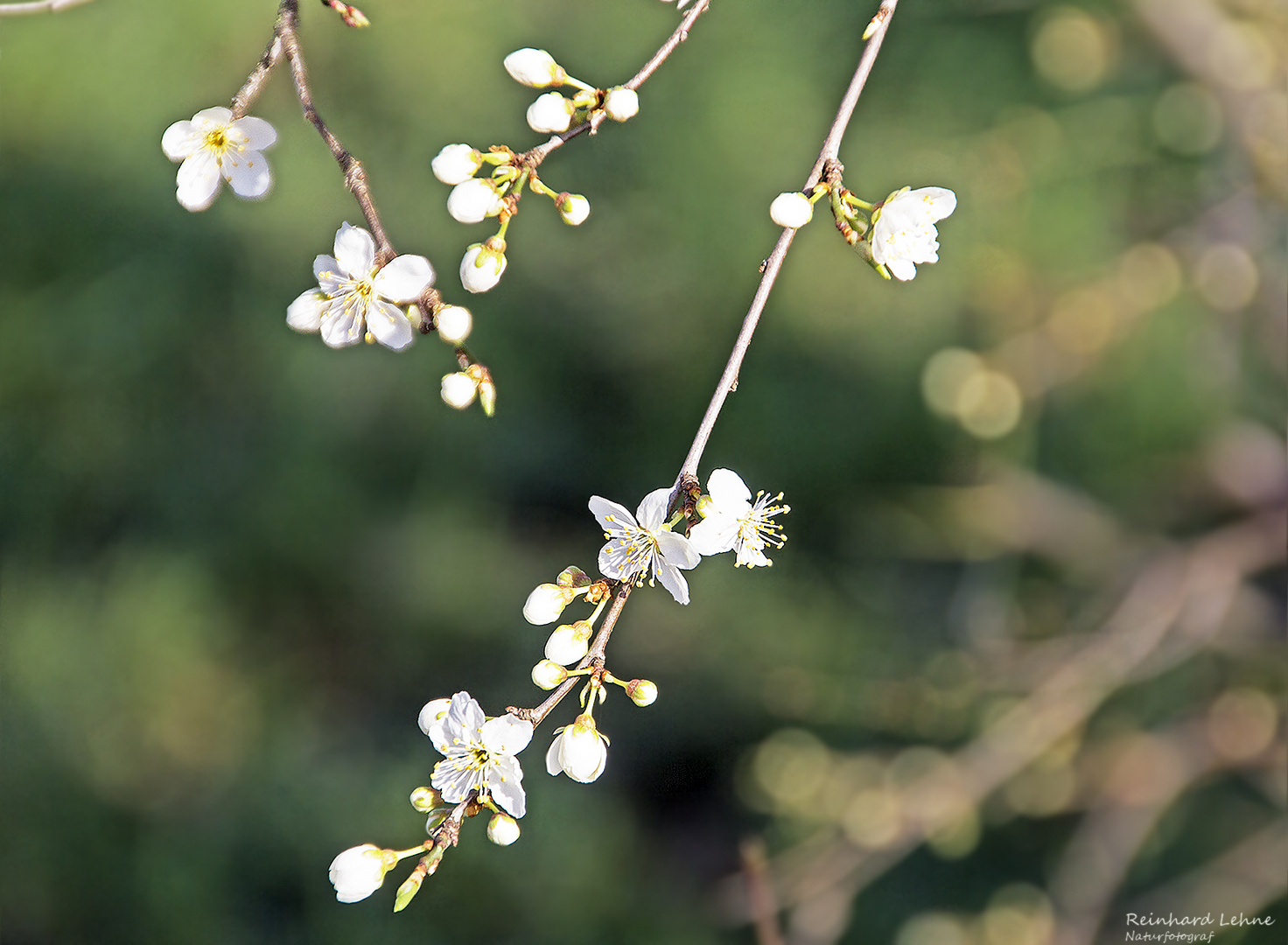 Erste Blüten