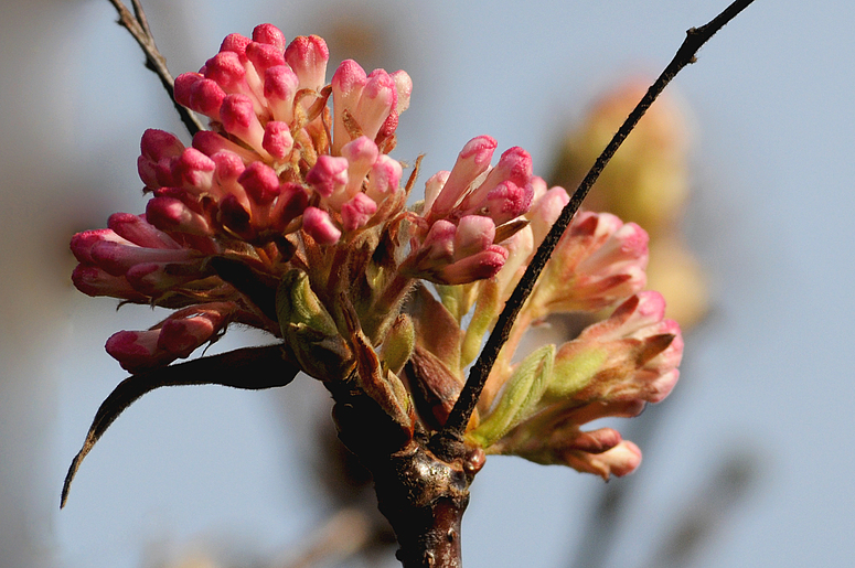 Erste Blüten