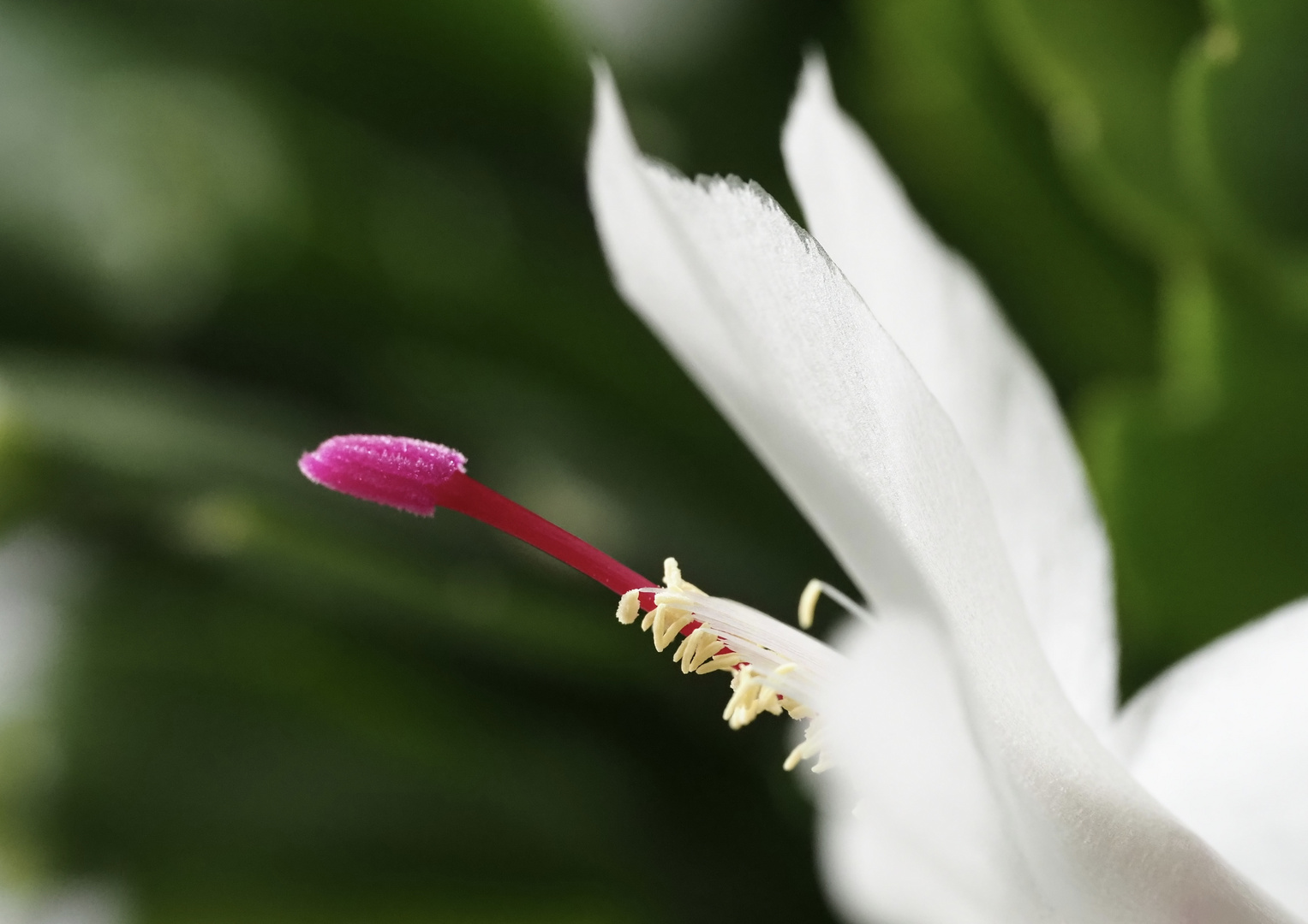 ~   erste Blüten  ~