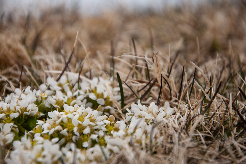 Erste Blüten