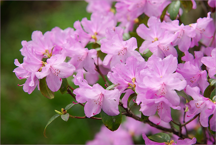 erste Blüten am Rhododendron-Busch