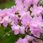 erste Blüten am Rhododendron-Busch