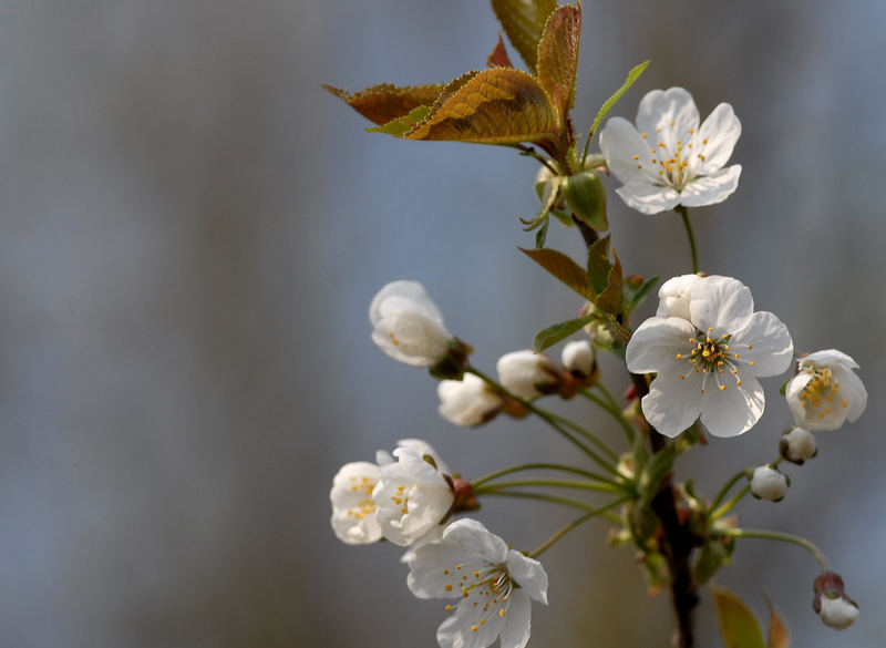 Erste Blüten an den Bäumen...