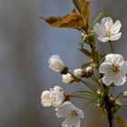 Erste Blüten an den Bäumen...