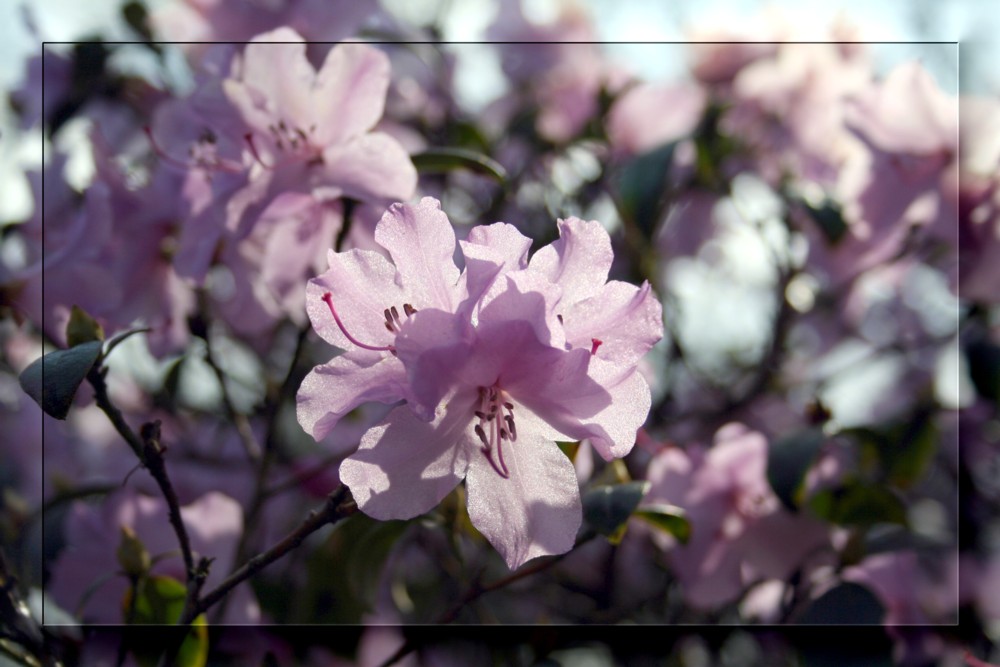 Erste Blüten