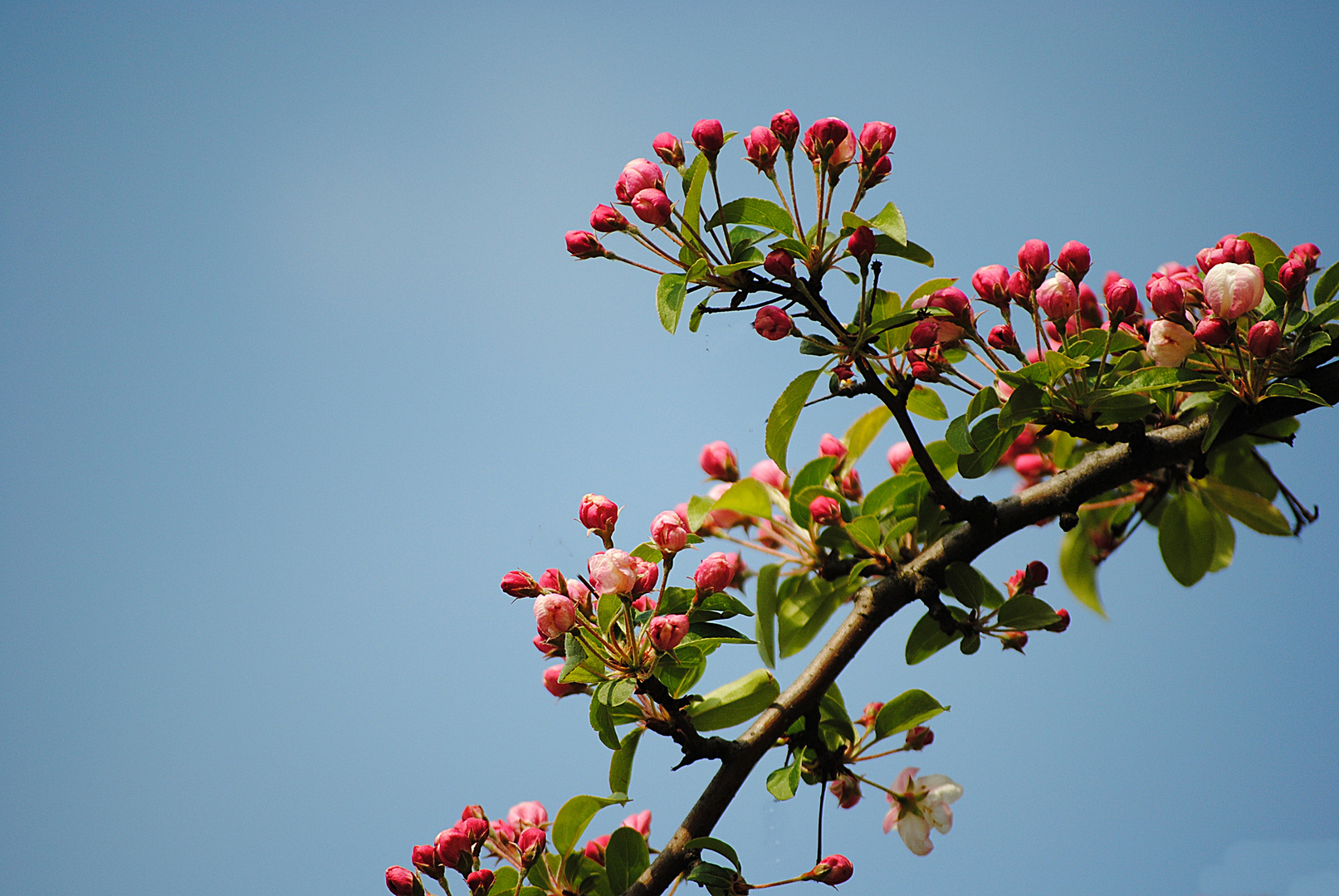 Erste Blüten