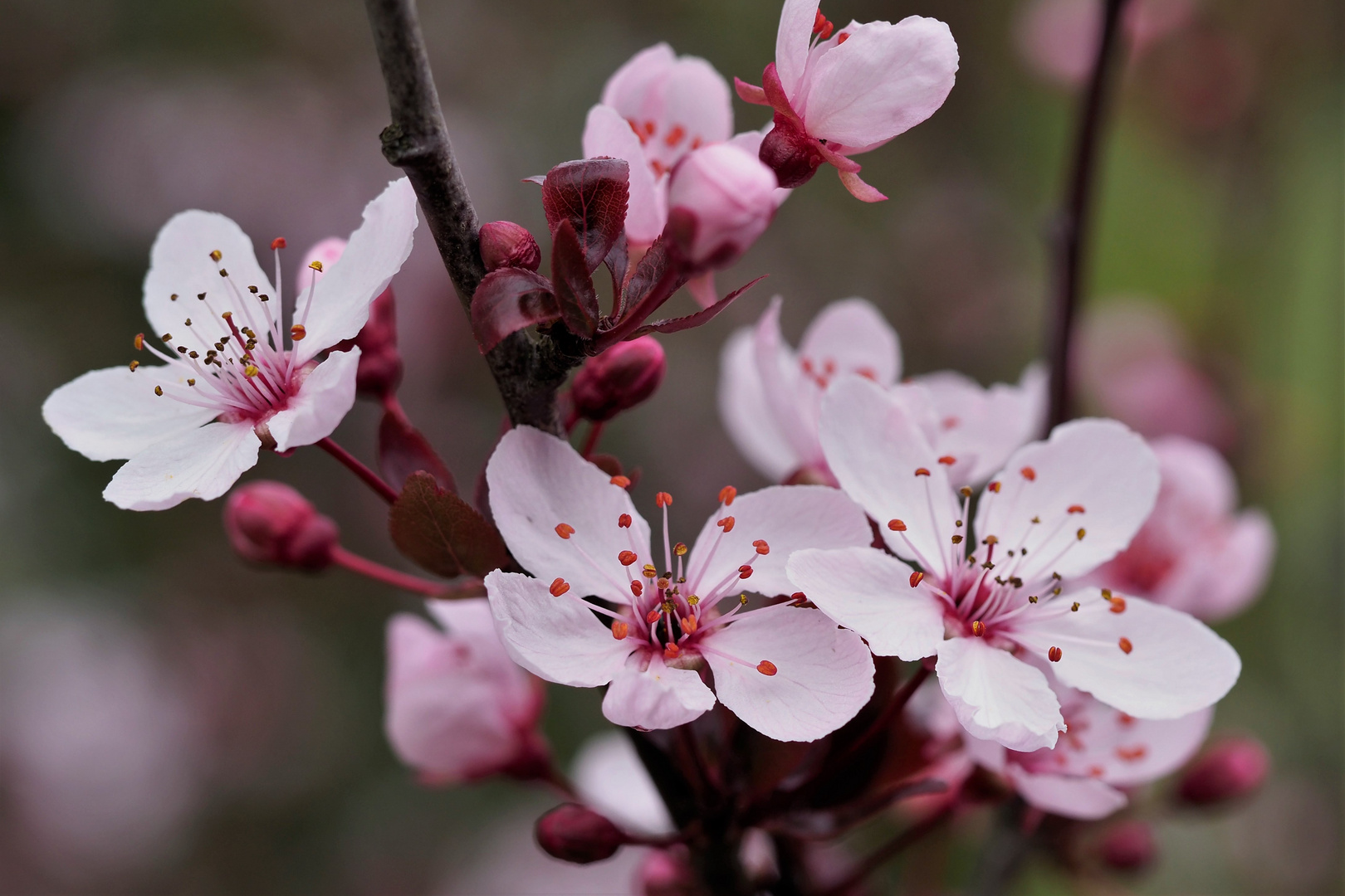 Erste Blüten