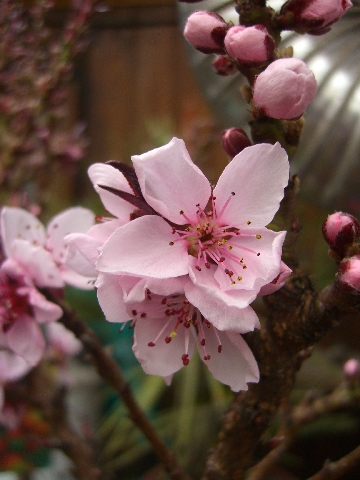 erste Blüten