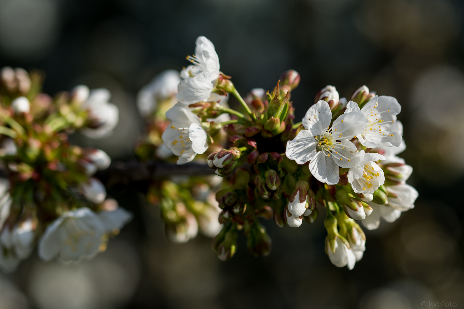 ERSTE  BLÜTEN