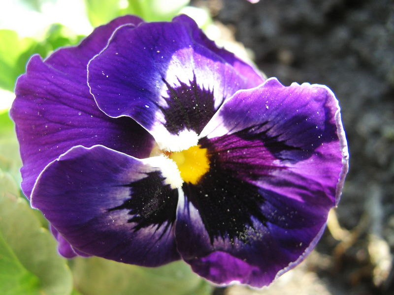 Erste Blüten Im Blumenkasten