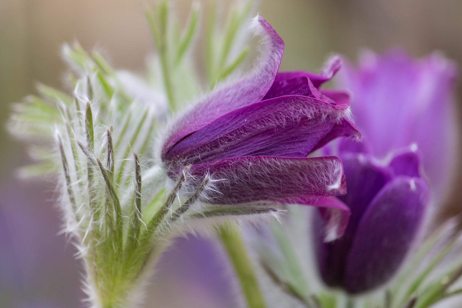 Erste Blüten im Garten