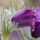 Erste Blüten im Garten