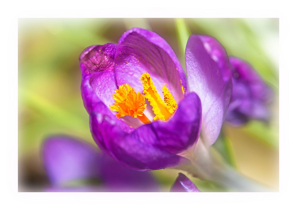 Erste Blüten im Garten