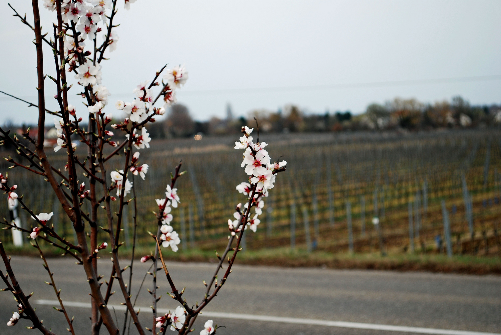 Erste Blüten im März