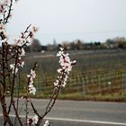 Erste Blüten im März