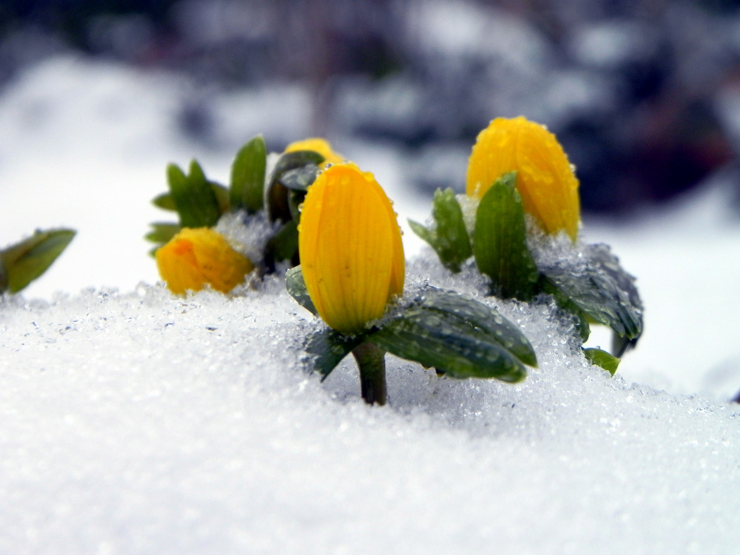 Erste Blüten im Schnee