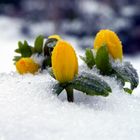 Erste Blüten im Schnee