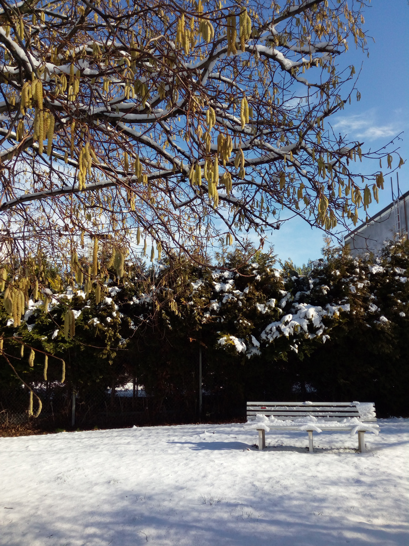 Erste Blüten im Winter