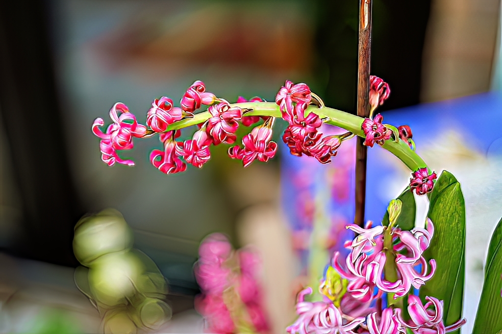 Erste Blüten in 2023 im Garten