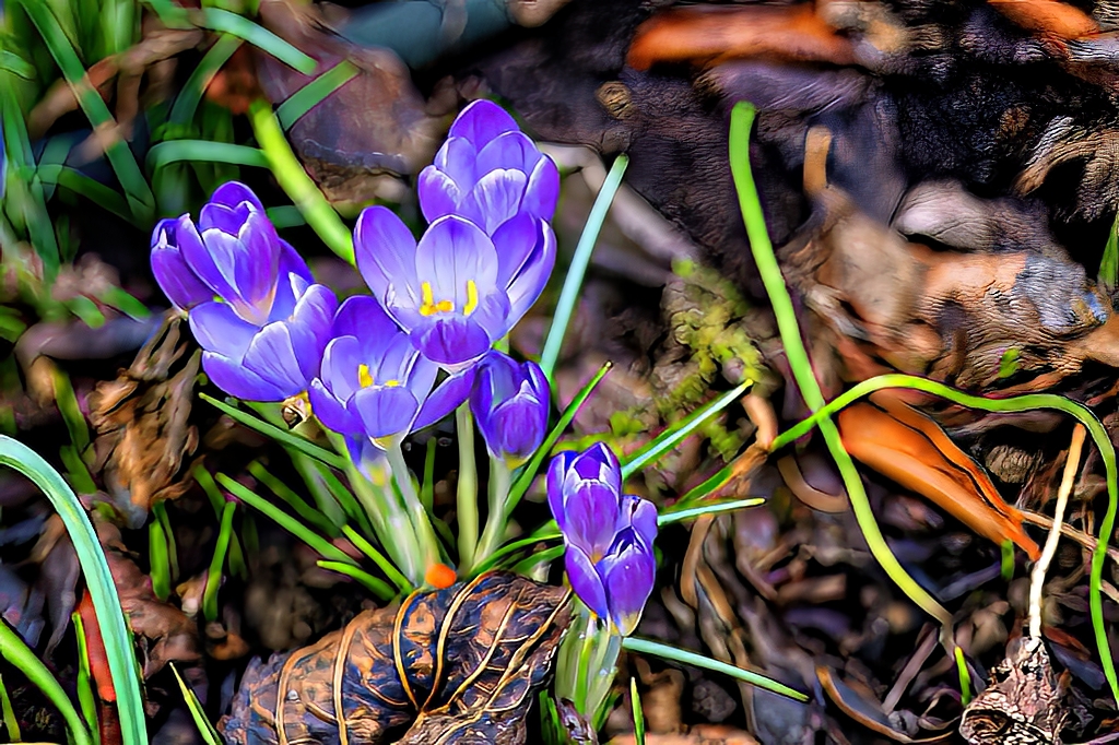 Erste Blüten in 2023 im Garten