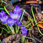 Erste Blüten in 2023 im Garten