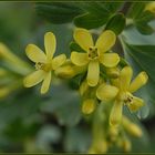 erste Blüten - Riesenfreude