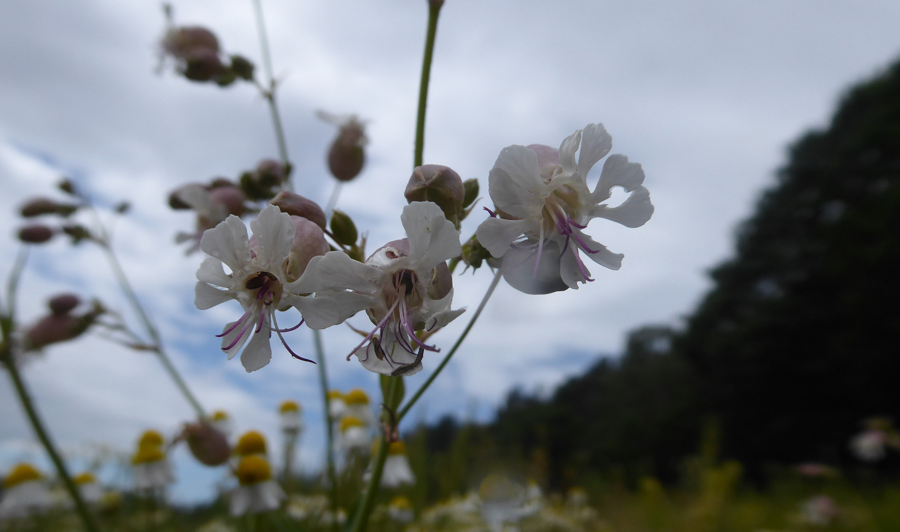 Erste Blüten vom Leimkraut