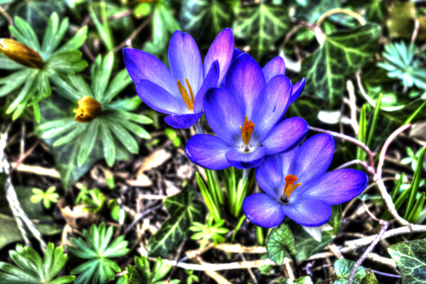 erste Blüten zum Frühlingsbeginn