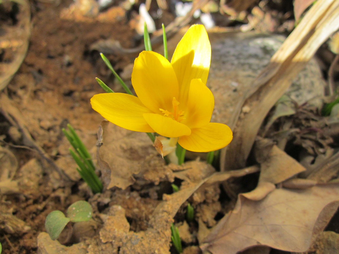 Erste Blume erblickt das Licht