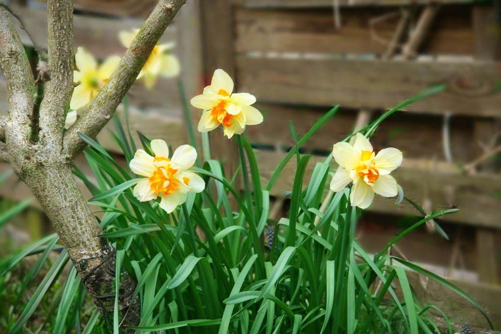 erste blumen (frühling) Foto & Bild natur, pflanzen, youth Bilder auf
