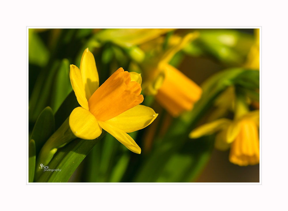 Erste Blumen im Garten