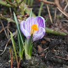 erste Blumen in unserem Garten 1