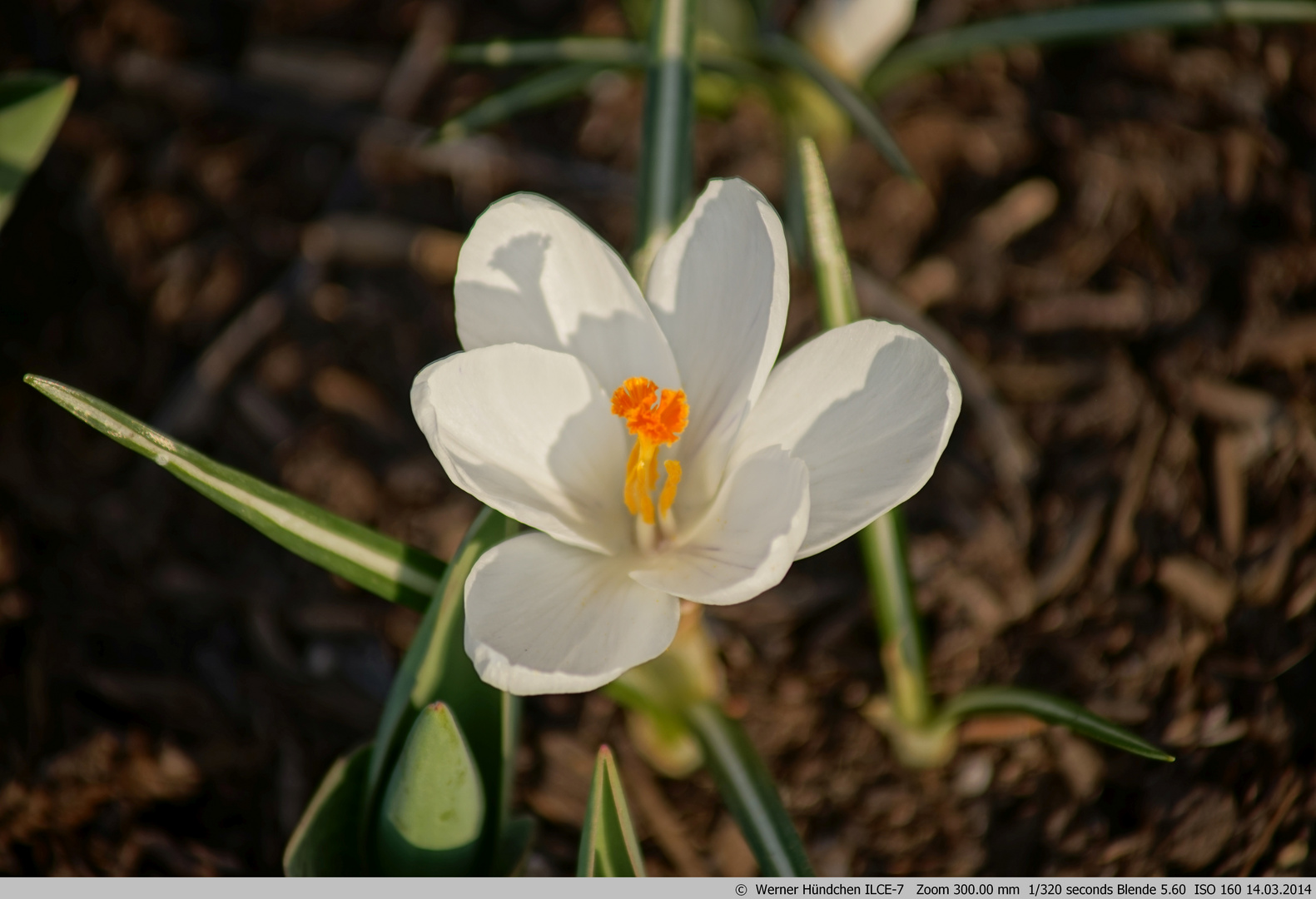 erste Blumen Schloss Dyck 03-2014