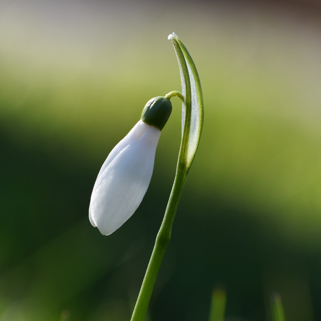 Erste Boten des ankommmeden Frühlings