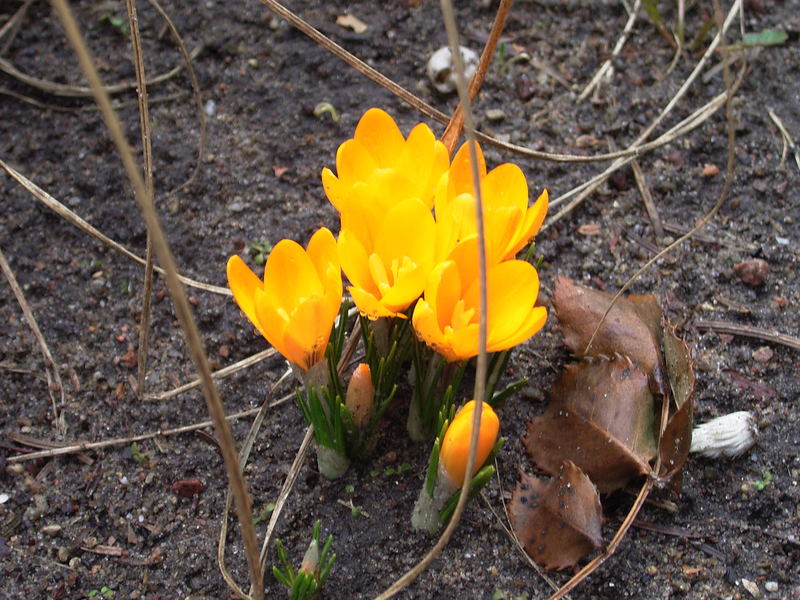 Erste Boten des Frühlings