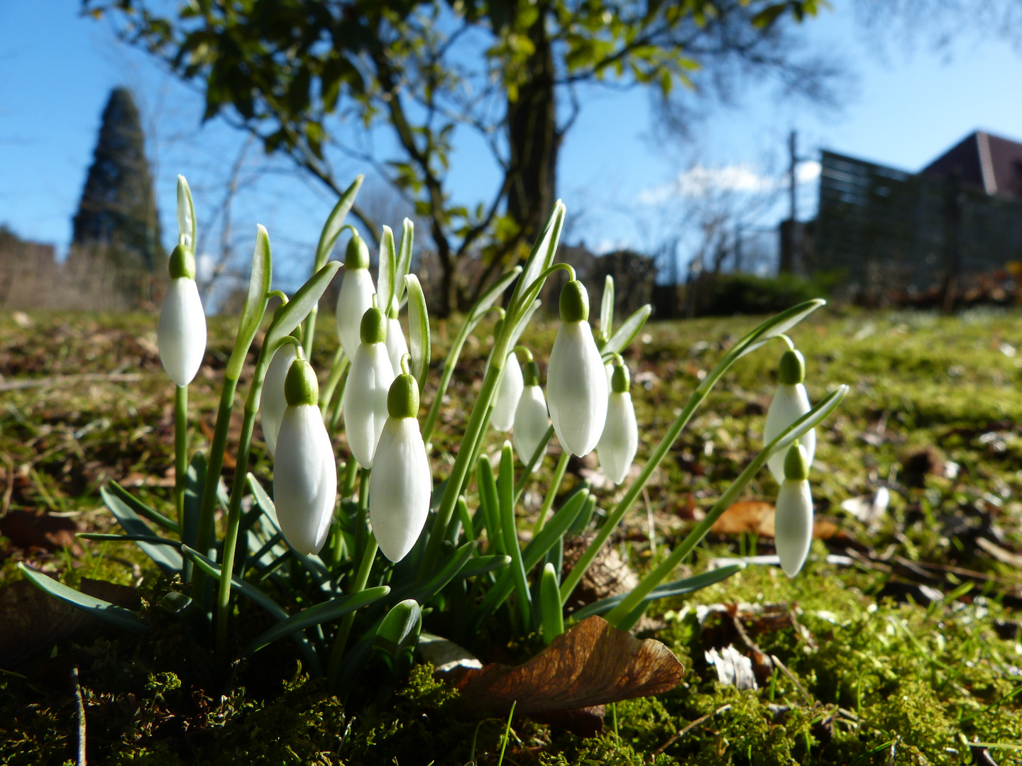 erste Boten des Frühlings