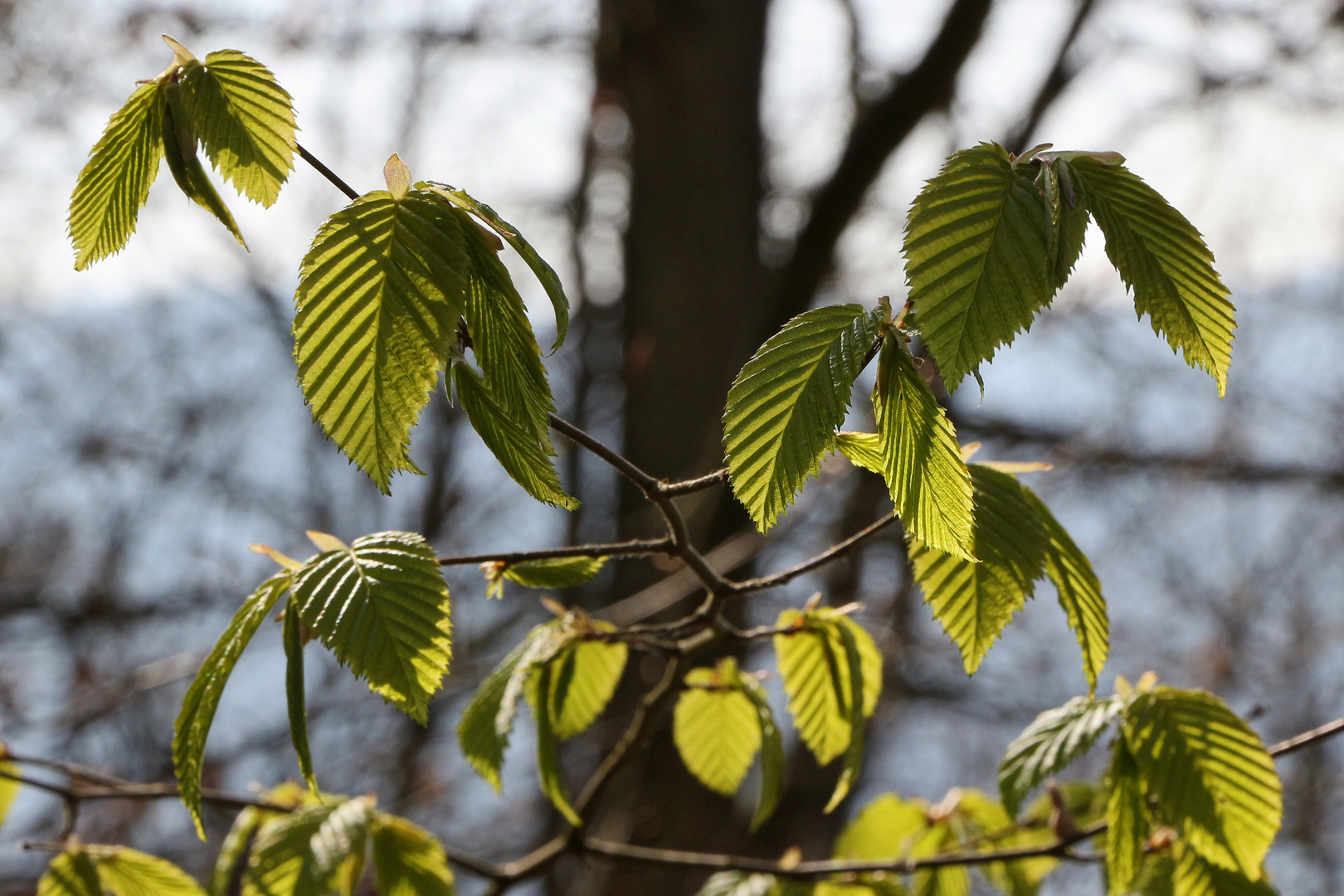 Erste Buchenblätter (2019_04_15_EOS 100D_4438_ji)