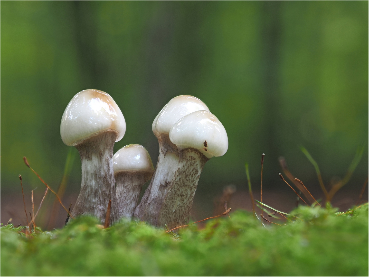 Erste Buchenschleimrüblinge