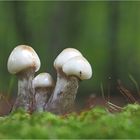 Erste Buchenschleimrüblinge