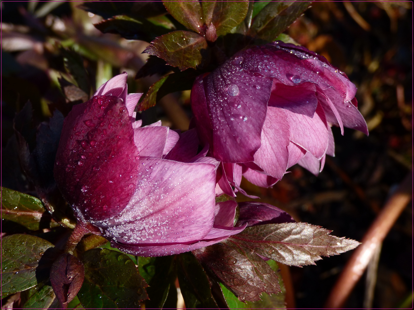 Erste Christrose im Garten