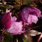 Erste Christrose im Garten