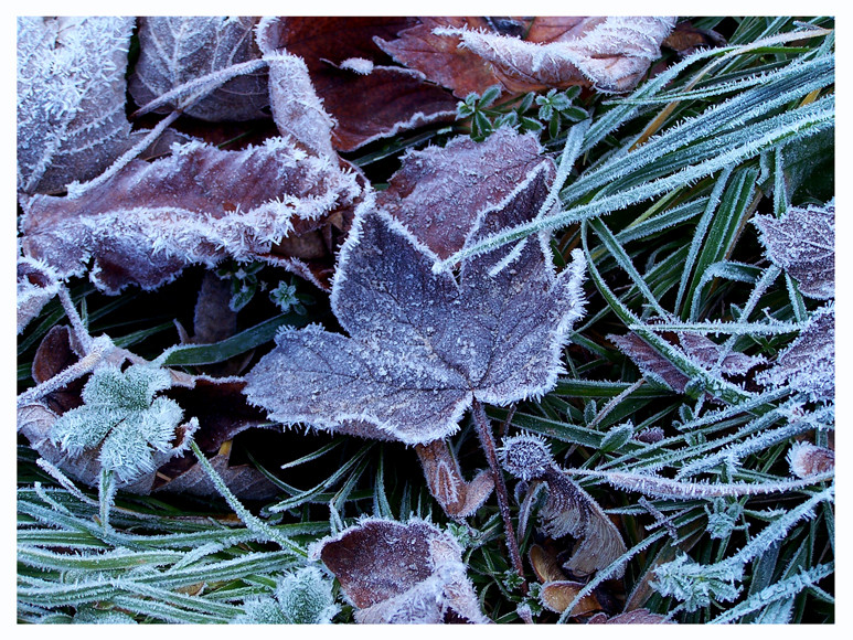 Erste Eisblumen