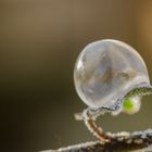 erste Experimente mit Seifenblasen