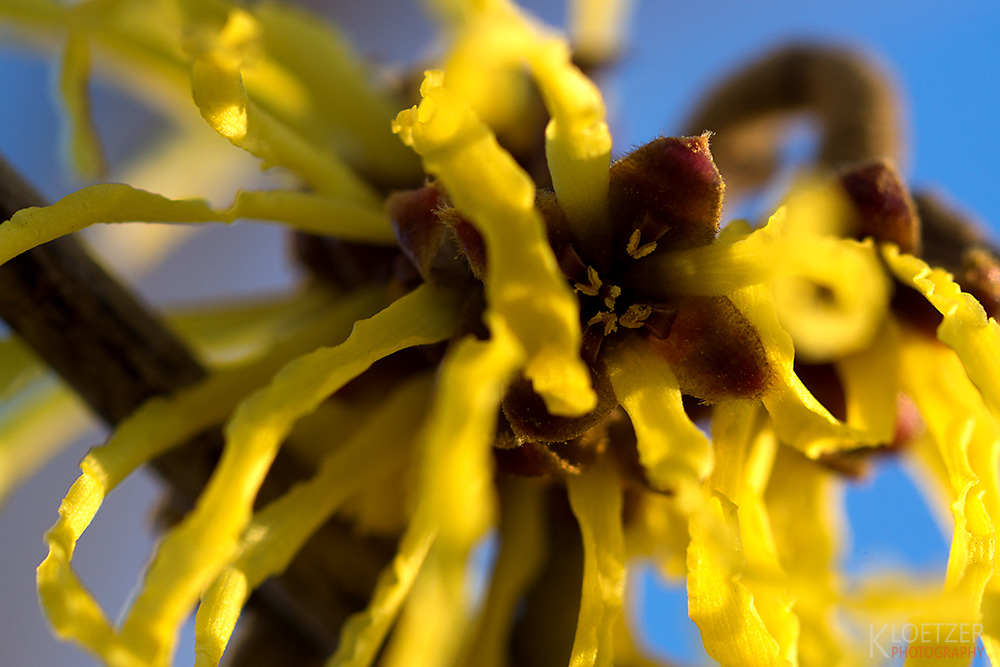 erste Farbtupfer im Garten