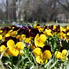 Erste Farbtupfer im Schlossgarten