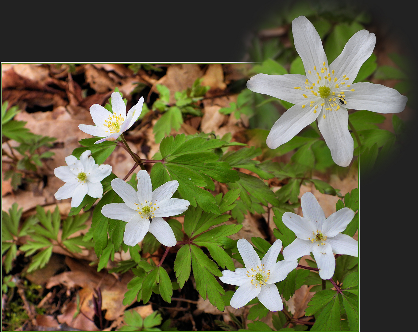 Erste Farbtupfer im Wald