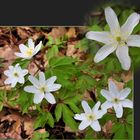 Erste Farbtupfer im Wald