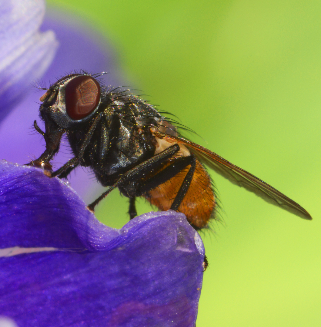 erste Fliege auf Krokusblütenblatt Mitte März