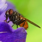 erste Fliege auf Krokusblütenblatt Mitte März